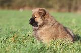 CHOW CHOW 238